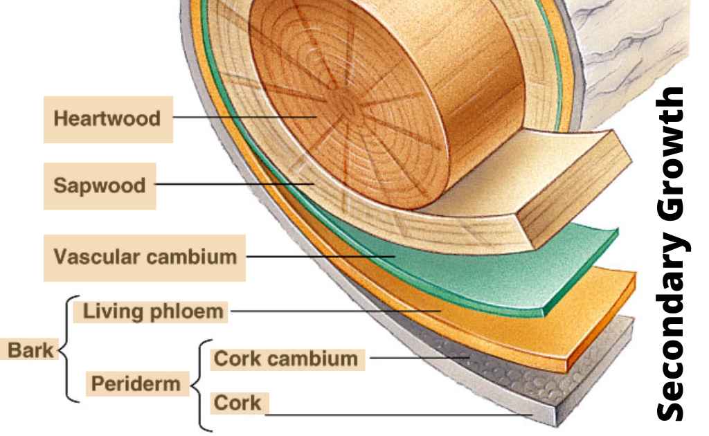 Primary and Secondary Growth in Plants