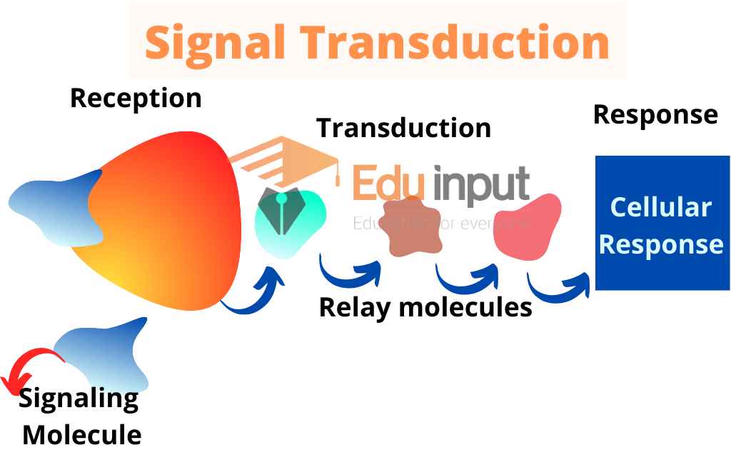 Image showing binding of signaling molecule to receptor