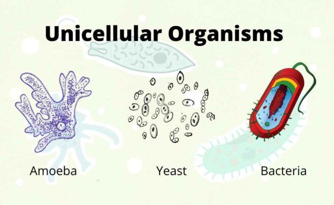 Unicellular Organisms - Characteristics, Physiology, Cell Organization ...