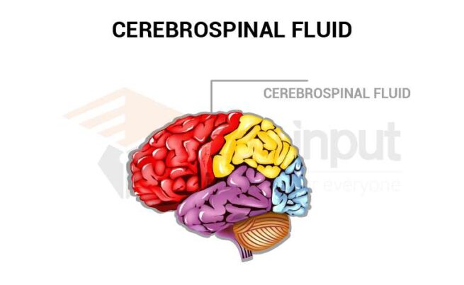 Cerebrospinal Fluid Csf Composition Characteristics And Functions 2730