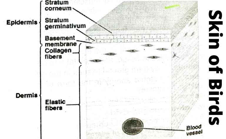 image showing the structure of the skin of birds