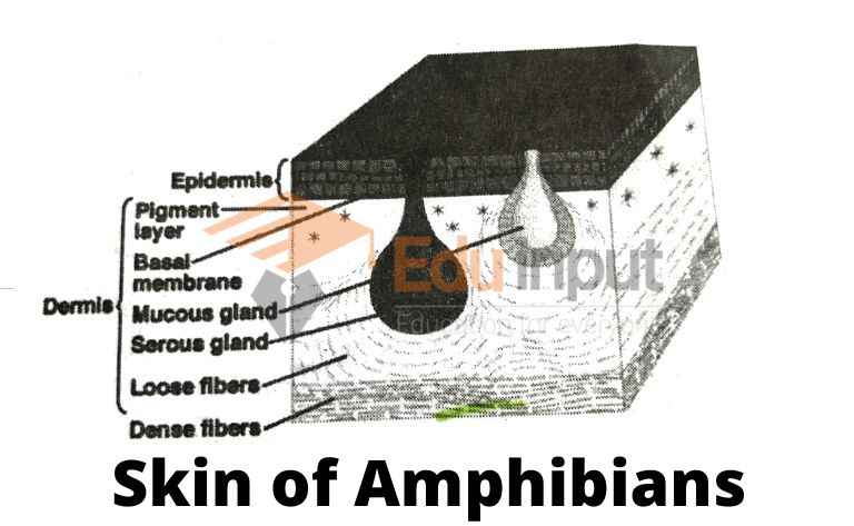 Image showing structure of amphibian skin