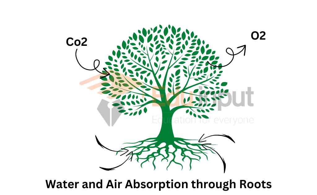 Image showing gaseous exchange in plants through roots