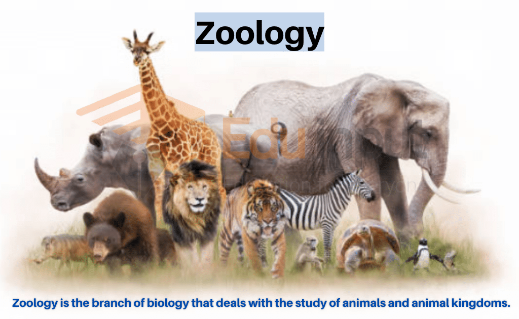 scope of zoology assignment