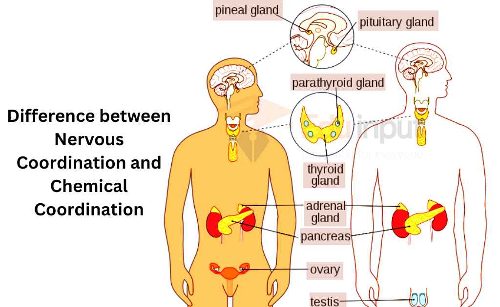 image showing Difference between Nervous Coordination and Chemical Coordination