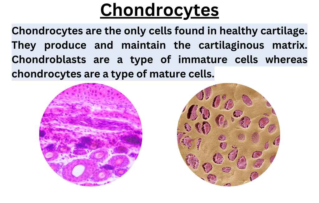 image showing composition of cartilage