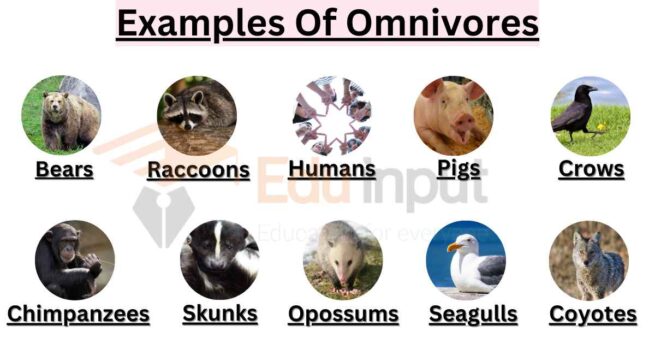 10 Examples Of Omnivores or All-Eaters