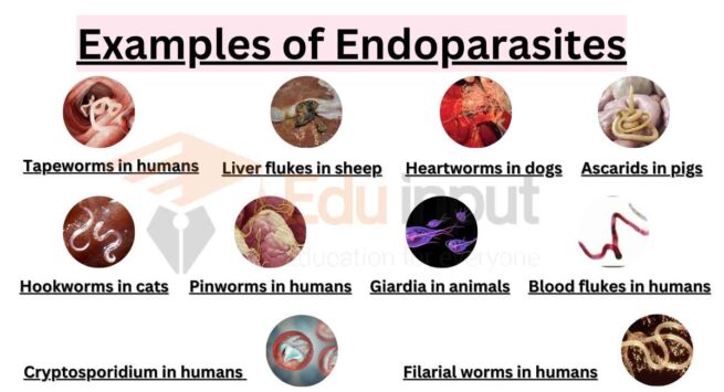 10 Examples of Endoparasites