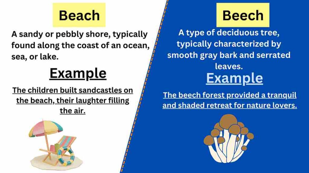 image of beach vs beech