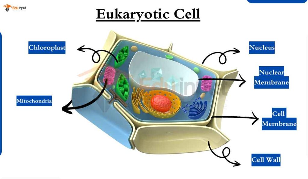 image showing eukaryotic cell diagram
