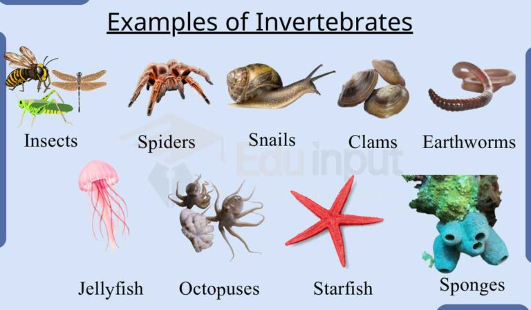 Examples of Invertebrates Animals