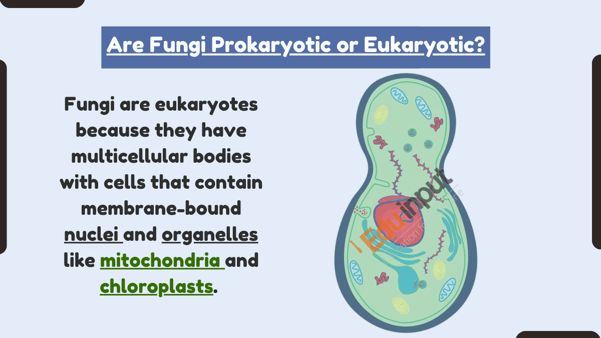 Are Fungi Prokaryotic or Eukaryotic?