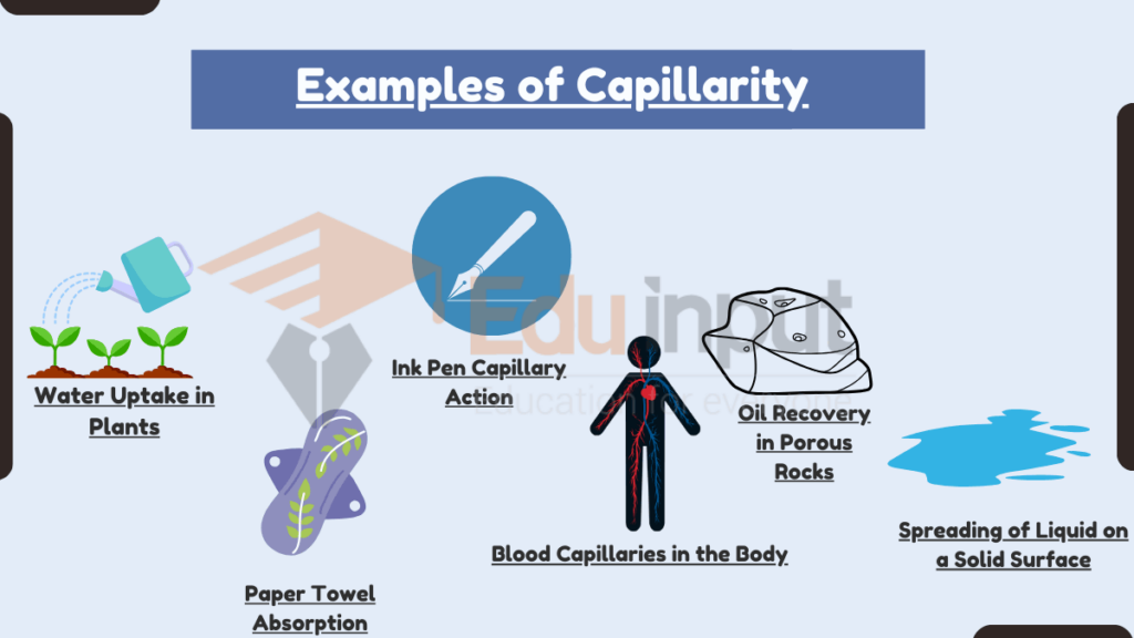 image showing Examples of Capillarity