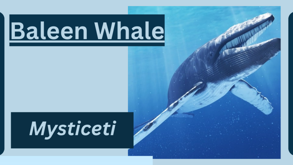 Image showing the Baleen Whale