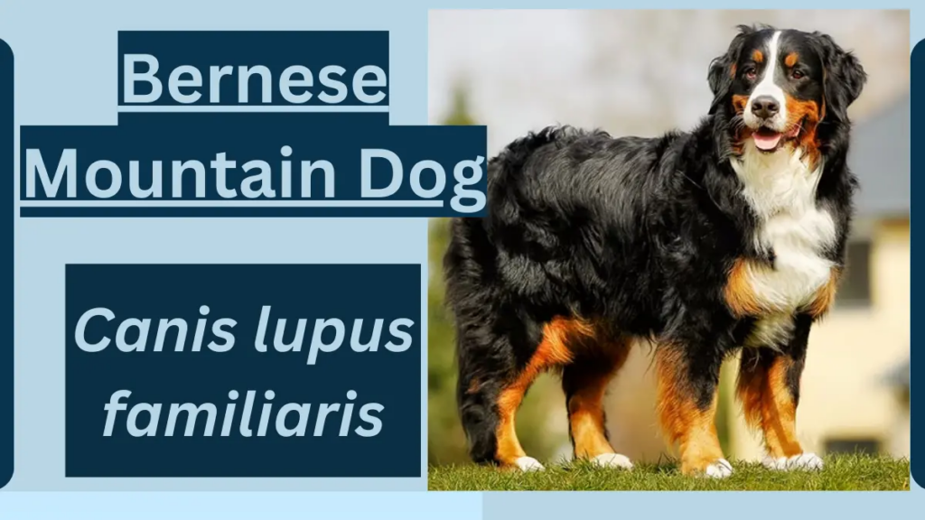 image showing Bernese Mountain Dog