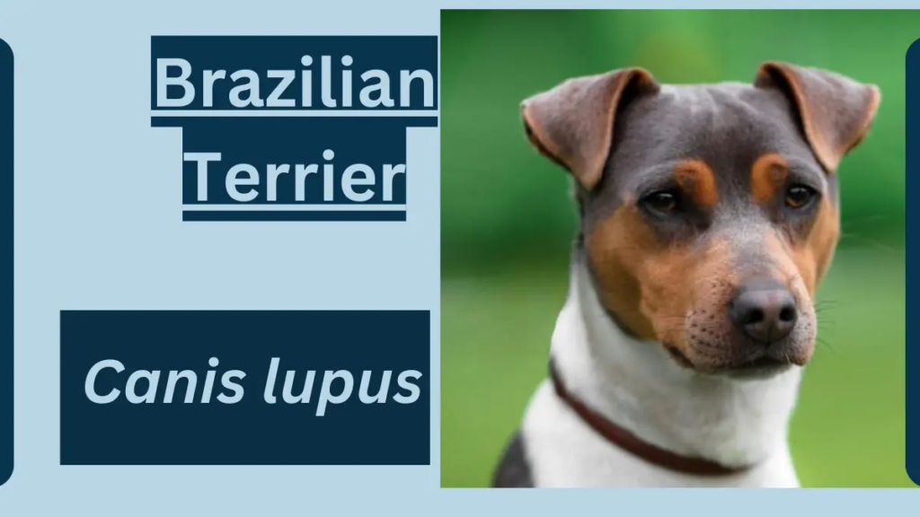 image showing Brazilian Terrier