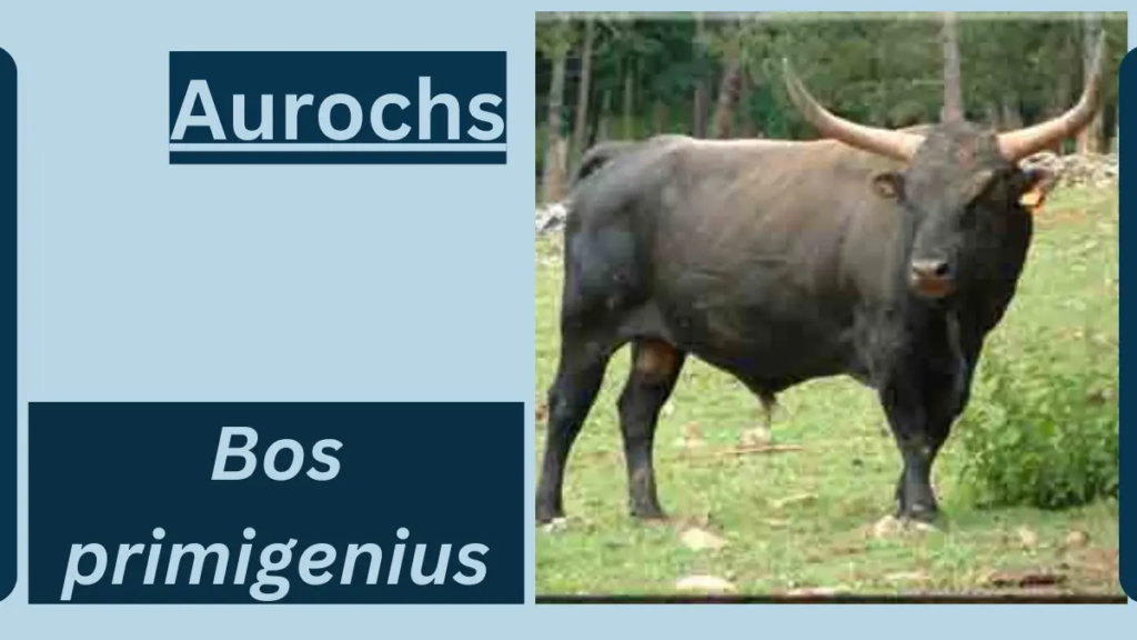 Image showing Aurochs