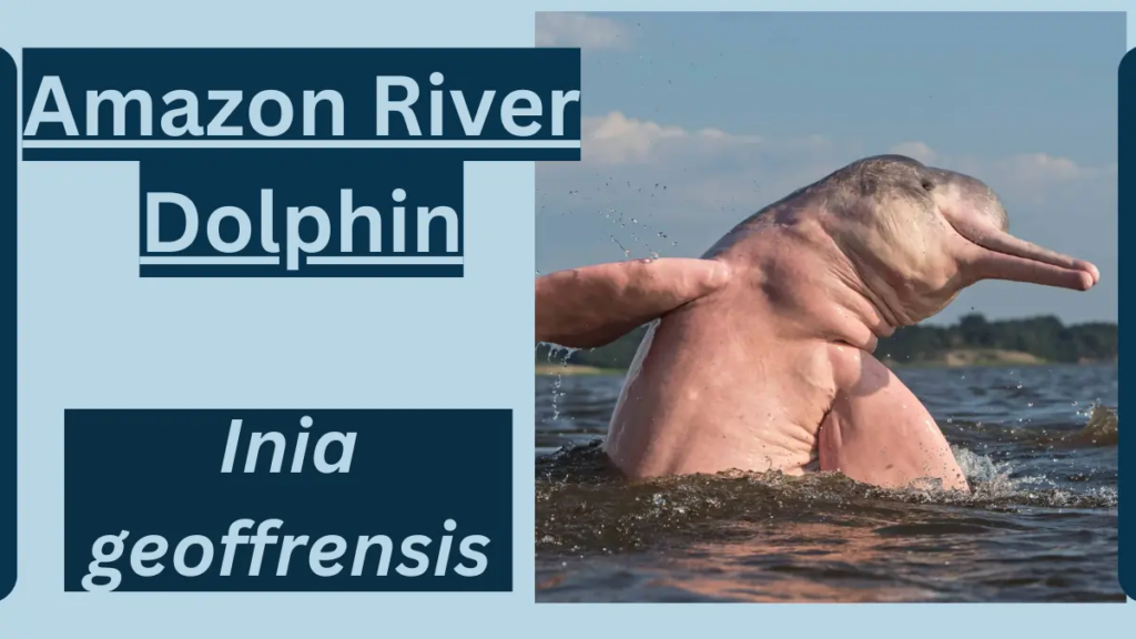 image showing Amazon River Dolphin
