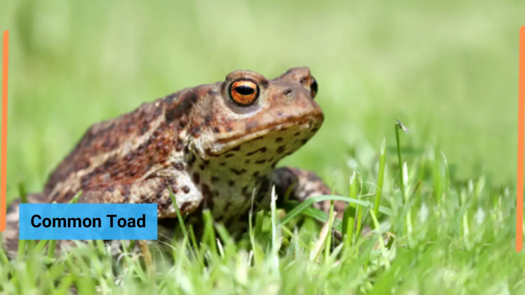 image showing Common Toad