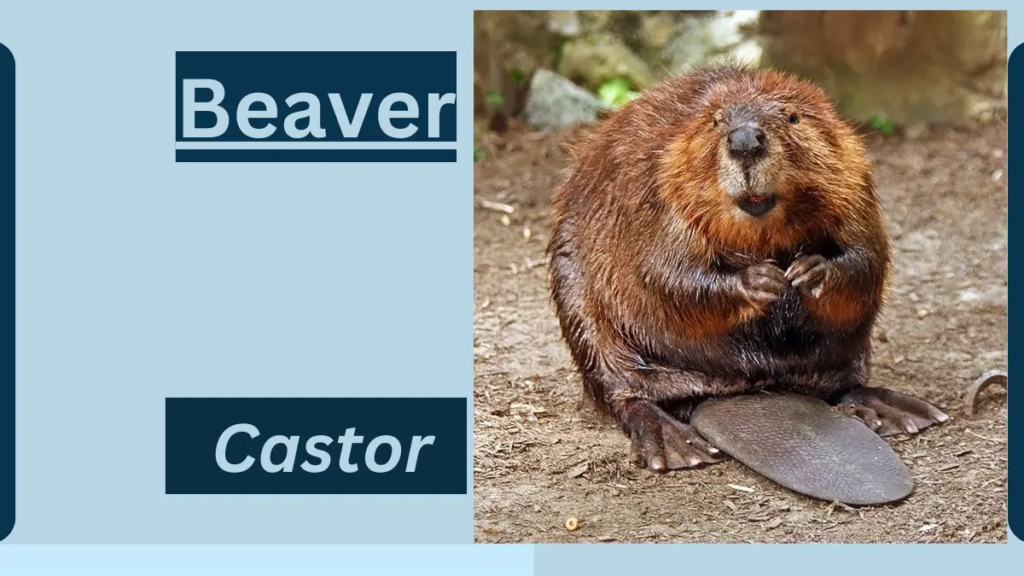 image showing Beaver