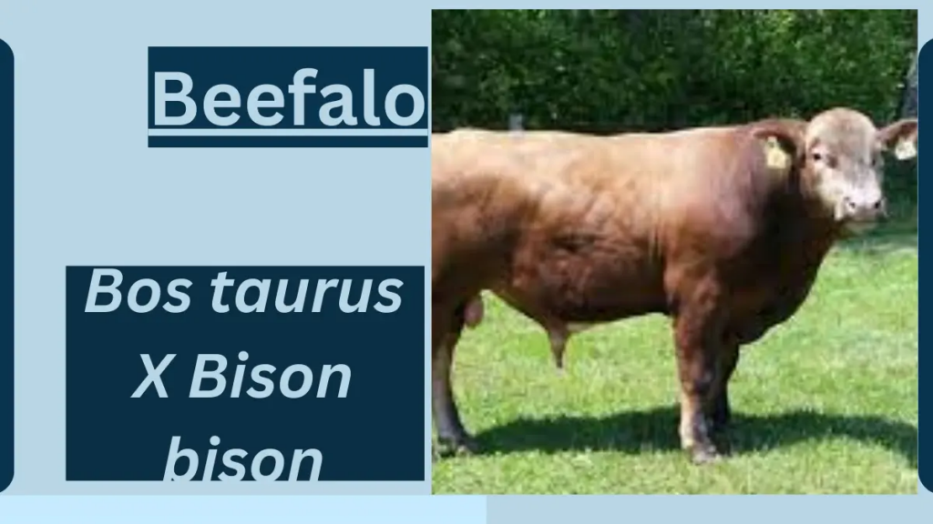 image showing Beefalo
