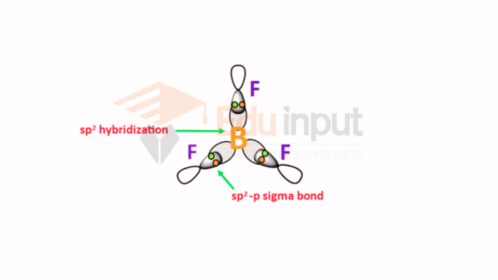 sp2 hybridization diagram of BF3