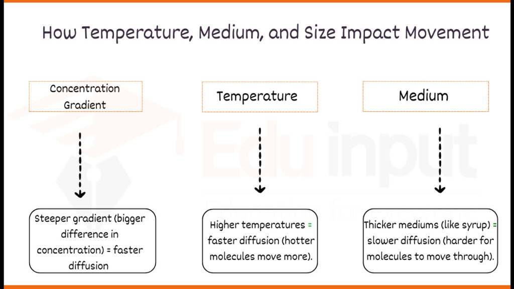 image showing How Temperature, Medium, and Size Impact Movement