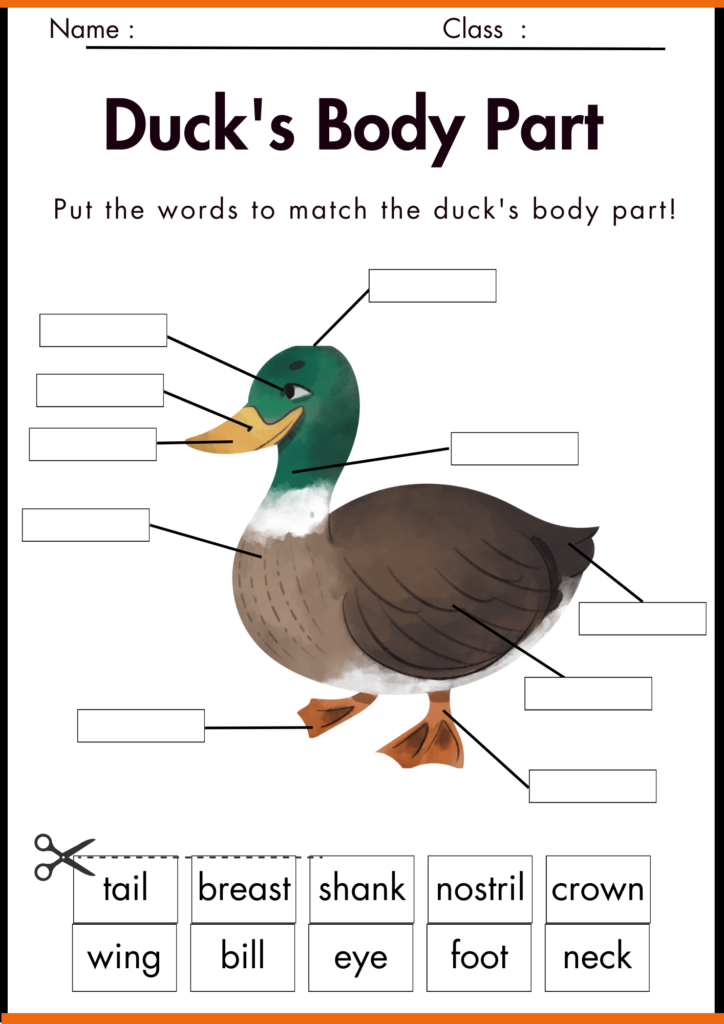Ducks Body Part Labelling Worksheet for kindergarten 1