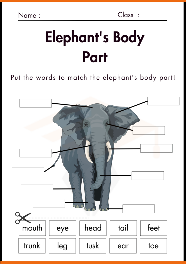 Elephants Body Part Labelling Worksheet for kindergarten