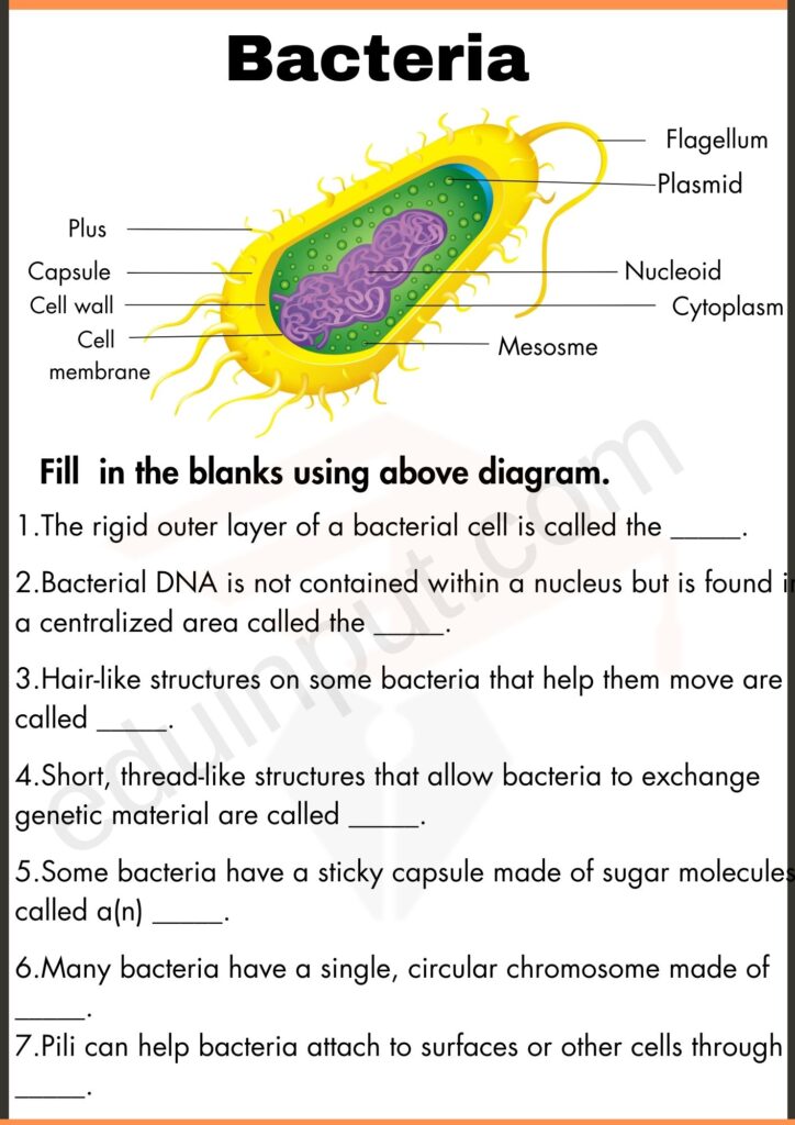 Fill in the blanks worksheet of bacteria