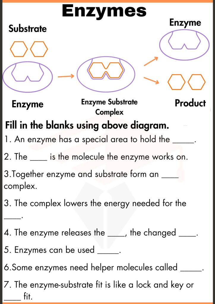 Fill in the blanks worksheet of enzymes