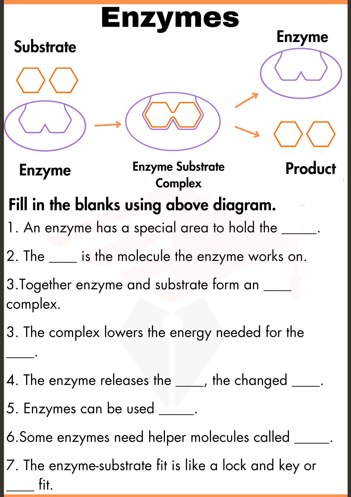 Enzymes Worksheets