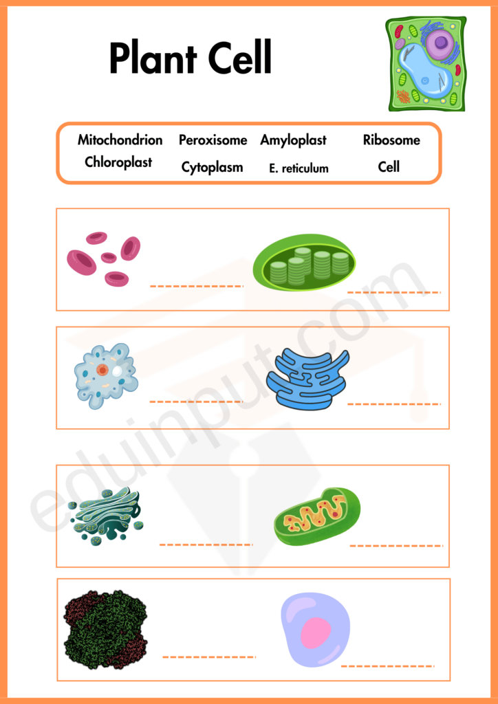 Identifying the organelles worksheet of plant cell