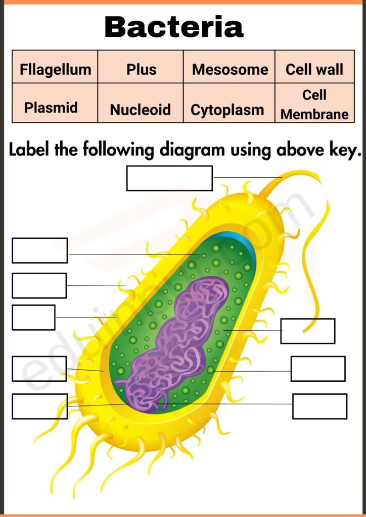 Labell the diagram worksheet of bacteria
