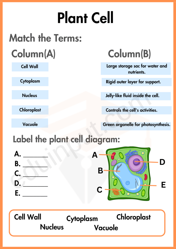 Labelling and Matching Worksheet of plant cell