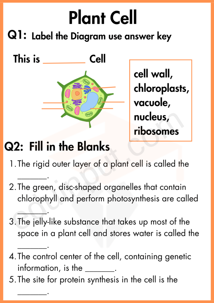 Labelling and fill in the blank worksheet of plant cell