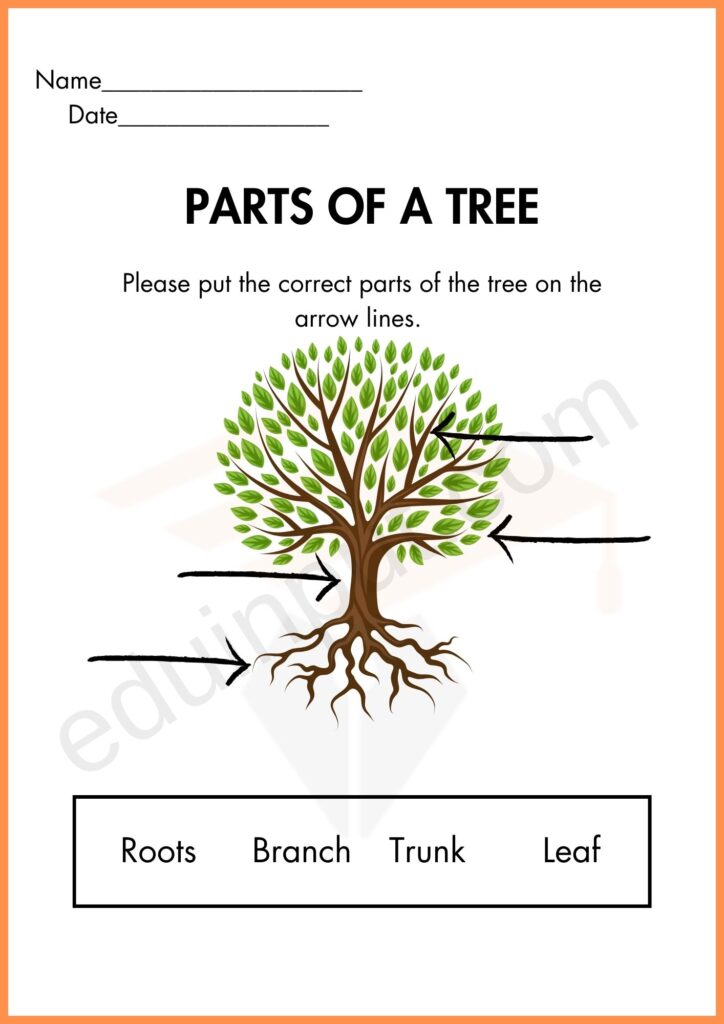 Labelling worksheet 1 of parts of plant for kindergarten
