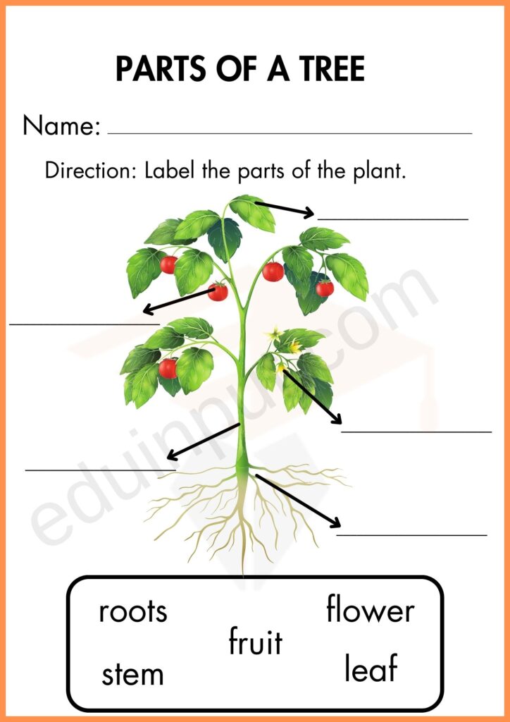 Labelling worksheet 2 of parts of plant for kindergarten