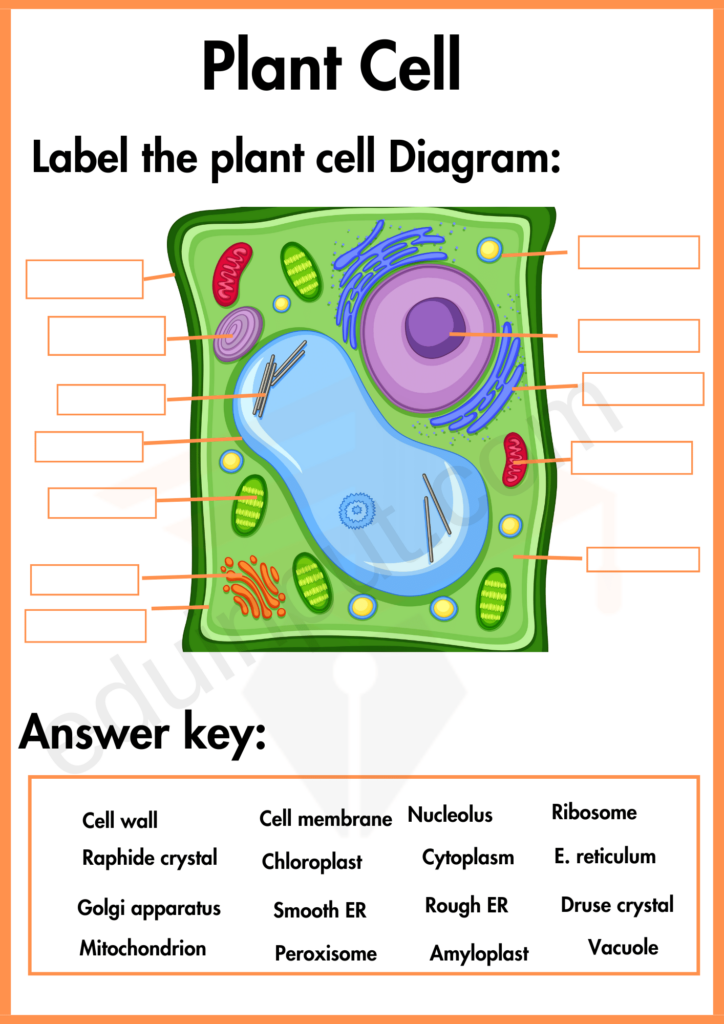 Labelling worksheet of Plant Cell with answer key 