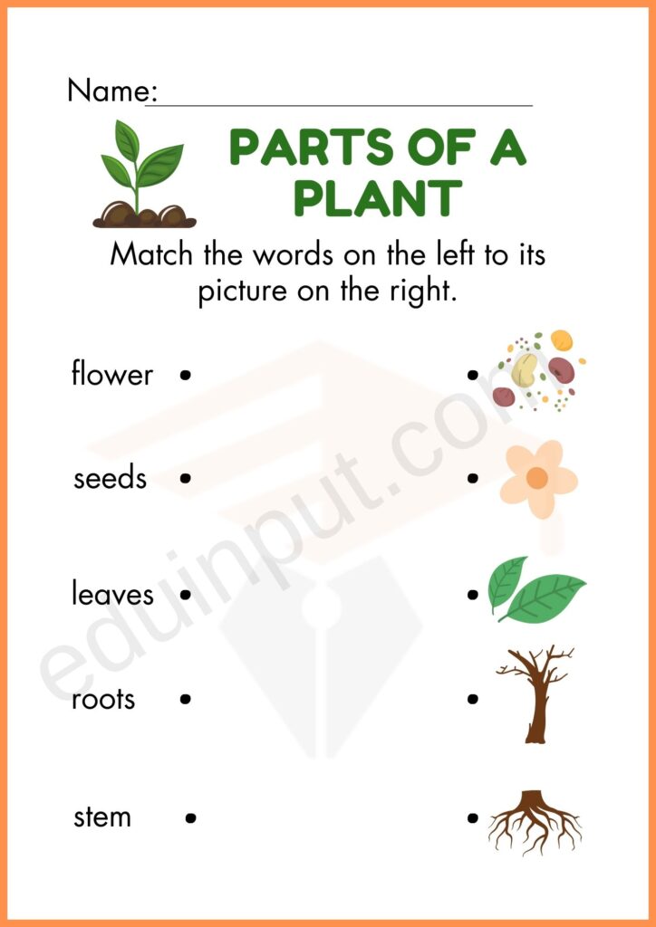 Matching worksheet of parts of plant for kindergarten