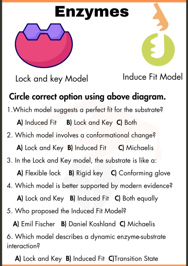 Multiple choice questions worksheets of enzymes