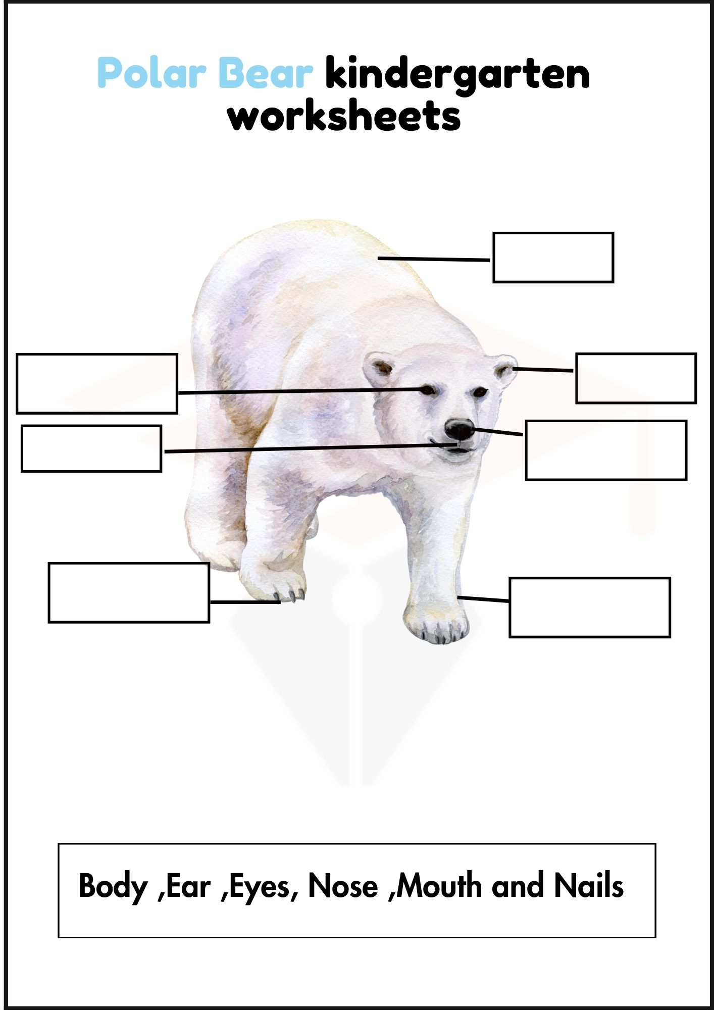 Polar Bear Worksheets for Kindergartens