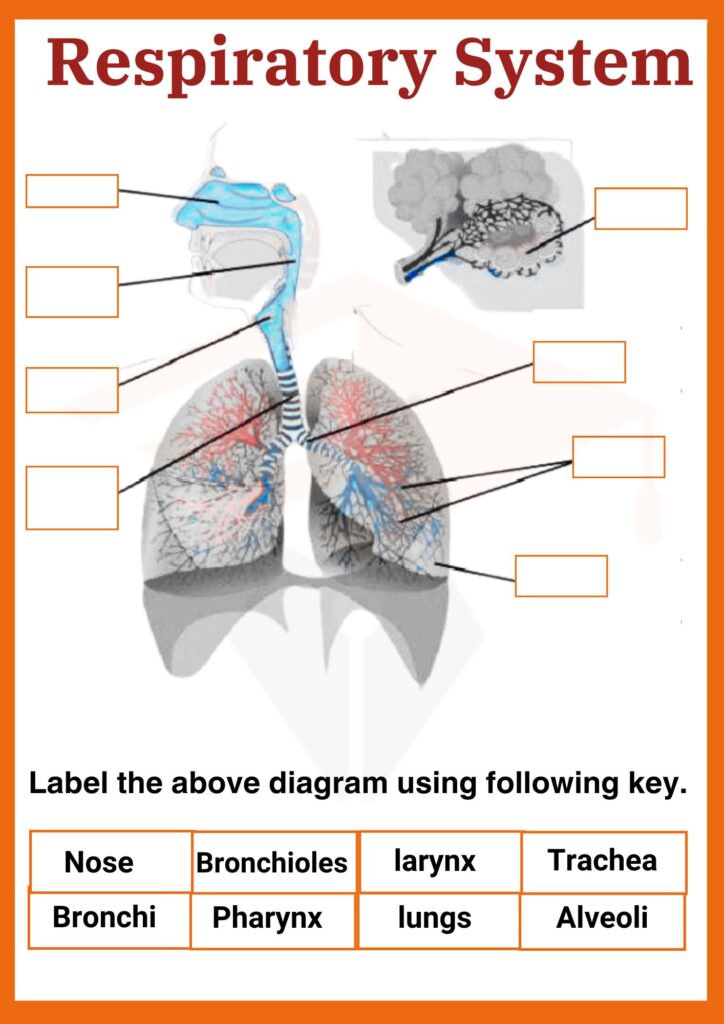 Respiratory System Worksheet for grade 3