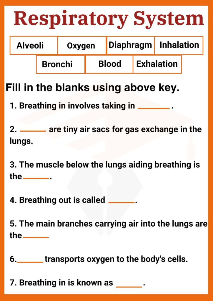 Respiratory System Worksheet for grade 5