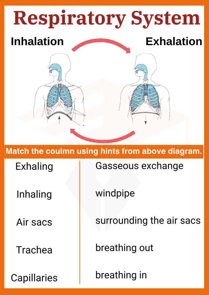 Respiratory System Worksheet for grade 8