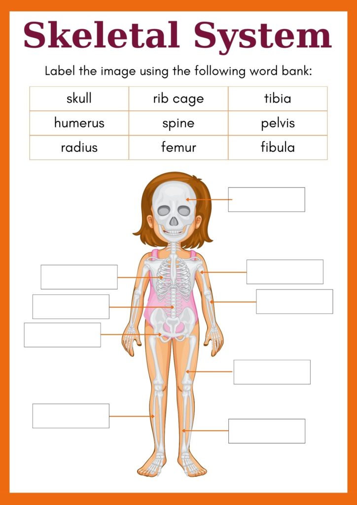 Skeletal System for kids