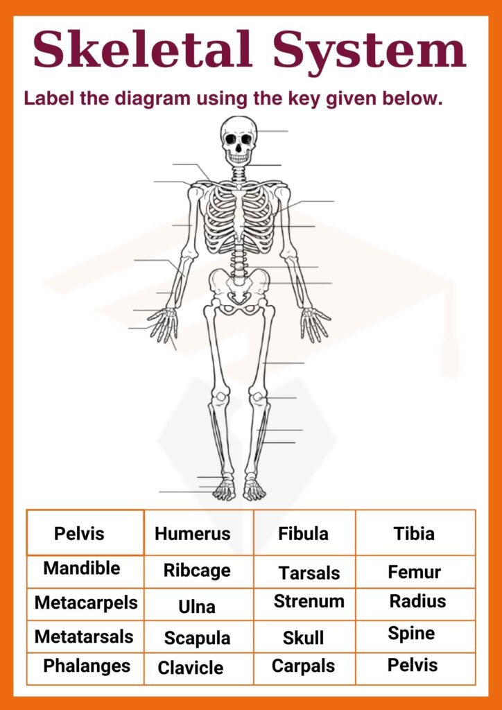 Skeletal System worksheet for grade 5