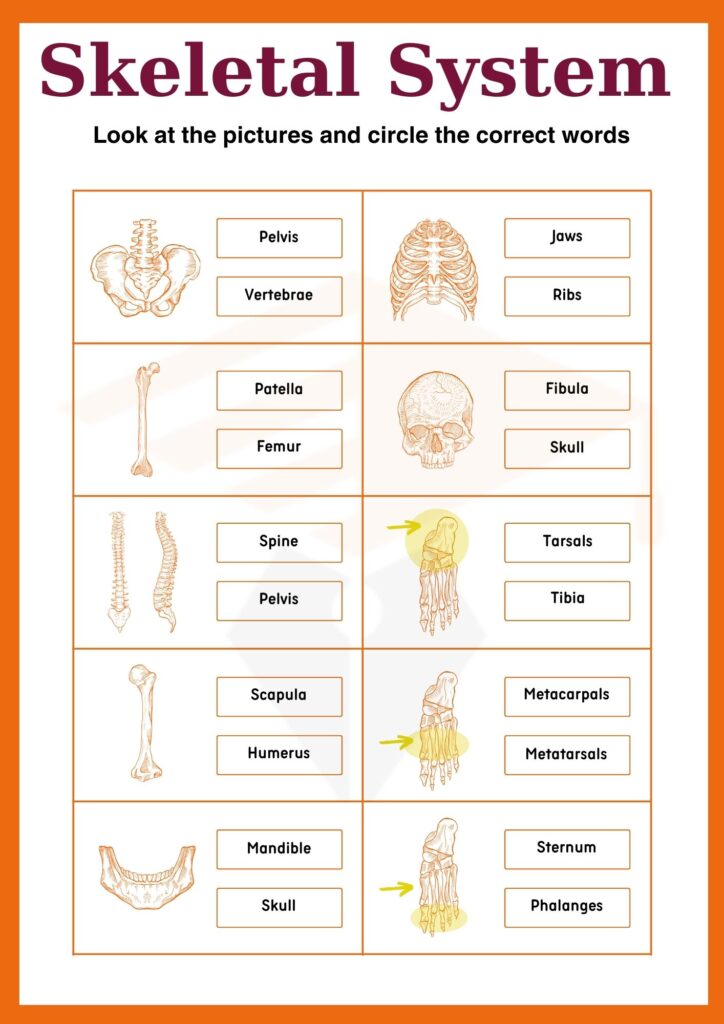 Skeletal System worksheet for grade 6