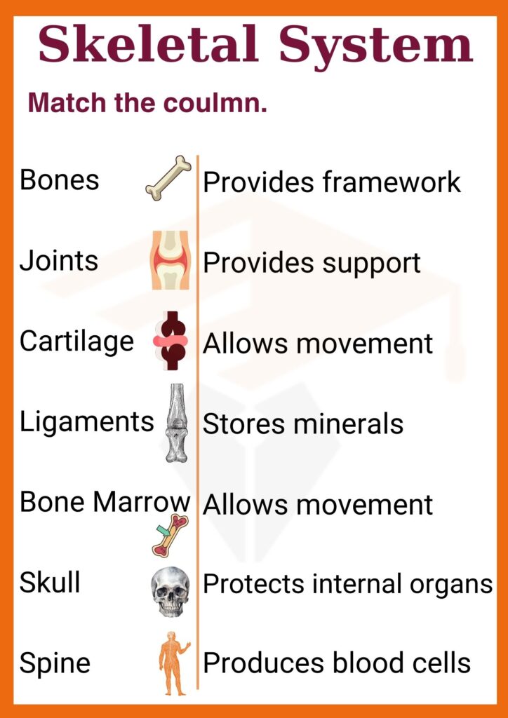 Skeletal System worksheet for grade 8