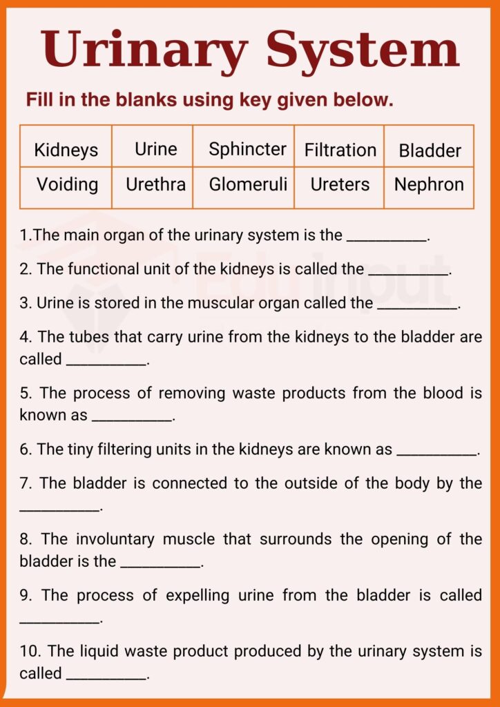 Urinary System worksheet for grade 6